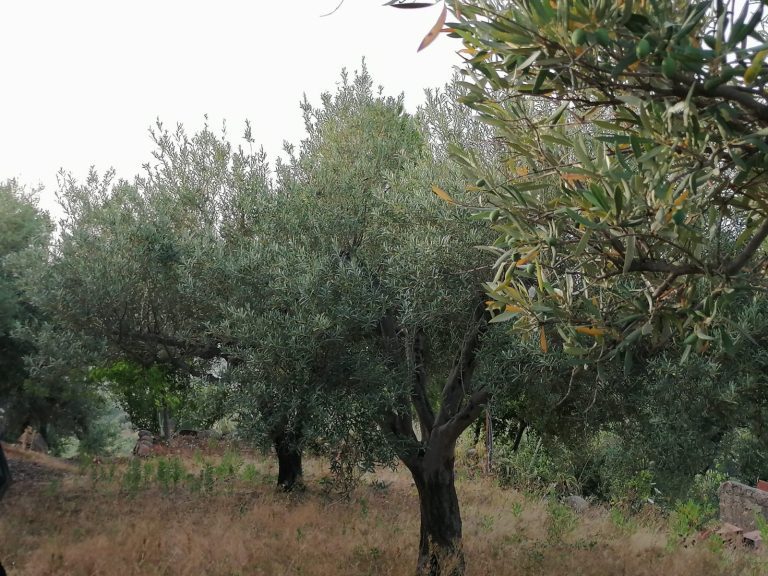 Terreno agricolo in vendita in Contrada Olmo, Furnari, Me