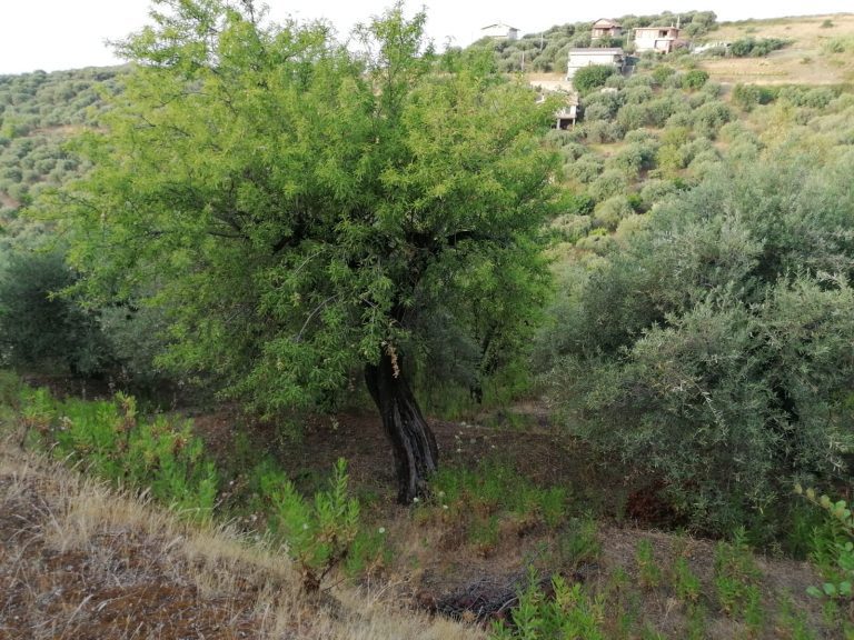 Terreno agricolo in vendita in Contrada Olmo, Furnari, Me