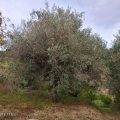 Albero secolare in un paesaggio naturale con vegetazione mediterranea, olivi e piante autoctone, ideale per investimenti immobiliari o progetti di agricoltura sostenibile.
