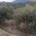 Olivi in campagna con montagne sullo sfondo, vista panoramica, natura incontaminata, coltivazione sostenibile, agricoltura biologica, paesaggio rurale, prodotto agricolo italiano, NextCasa.