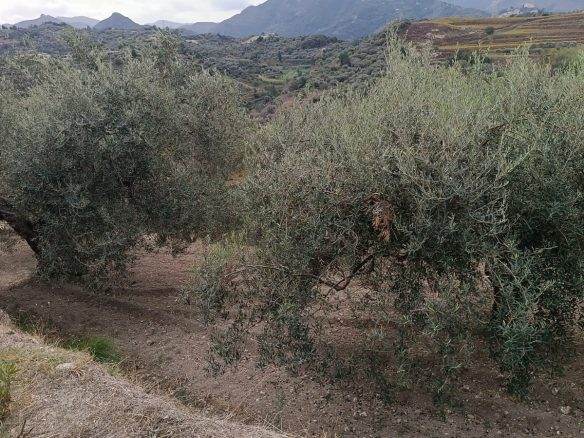 Olivi in campagna con montagne sullo sfondo, vista panoramica, natura incontaminata, coltivazione sostenibile, agricoltura biologica, paesaggio rurale, prodotto agricolo italiano, NextCasa.