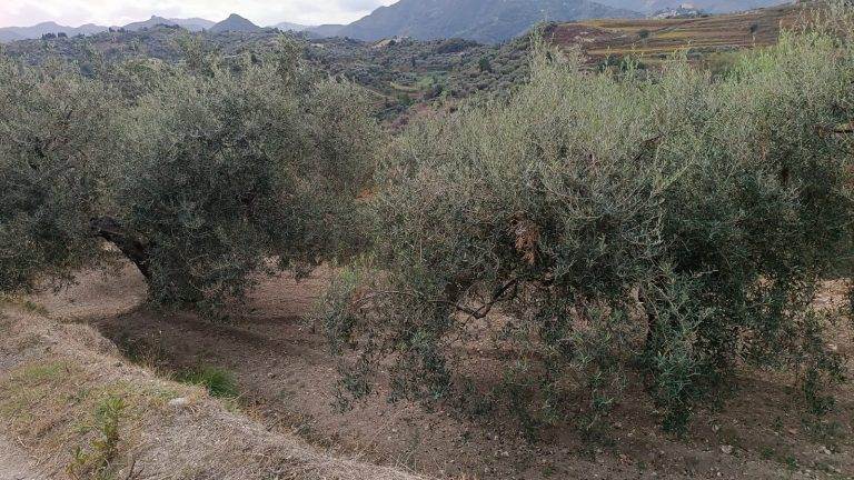 Terreno agricolo in vendita a Pace del Mela, Me