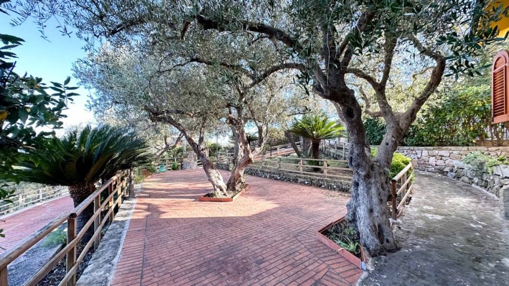 Olivi secolari e pianta tropicale in giardino con pavimentazione in mattoni rossi e recinzione in legno, ambientazione naturale e tranquilla, ideale per proprietà NextCasa.