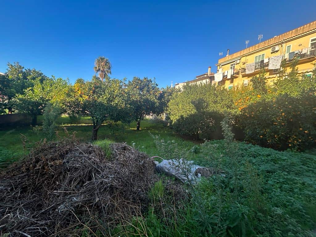Vigneto urbano con alberi da frutto e case di città, situato in una zona residenziale soleggiata con cielo azzurro.