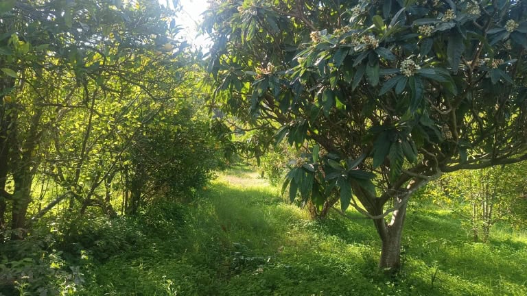 Terreno agricolo in vendita a San Pier Niceto, Me