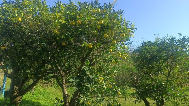 Terreno agricolo in vendita a San Pier Niceto, Me