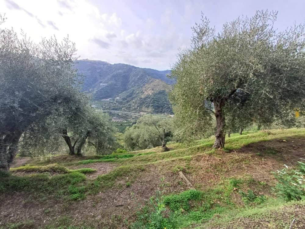 Immagine WhatsApp 2024 12 04 ore 16.28.24 4f92ddb1