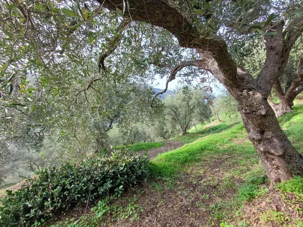 Immagine WhatsApp 2024 12 04 ore 16.28.24 d199cc3a