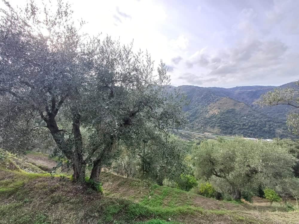 Immagine WhatsApp 2024 12 04 ore 16.28.25 26697975