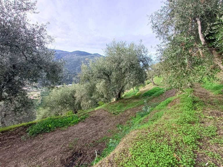 Terreno in vendita in C.da Rinella, Ficarra, Me