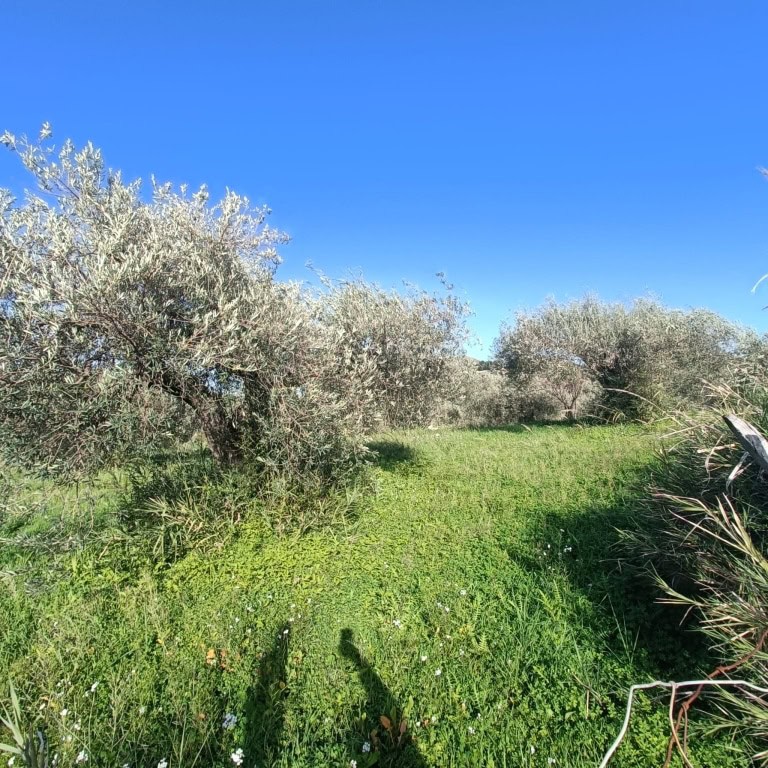 Terreno Agricolo in vendita in contrada Ginestrelle, Porticaro, Castroreale, Me