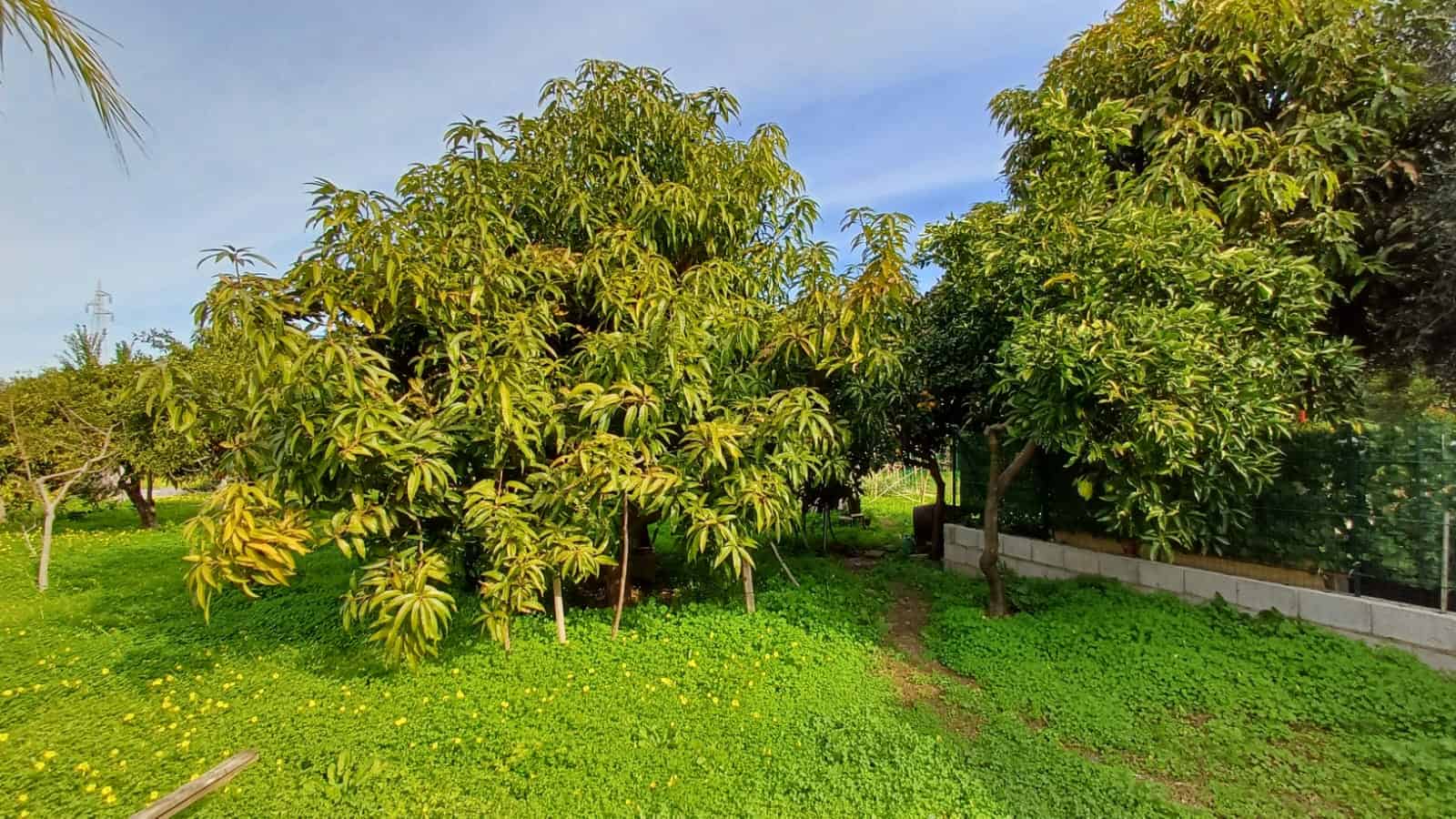 Alti text: Giardino con alberi di frutta e vegetazione verde rigogliosa, ideale per case in vendita o in affitto con ampi spazi verdi.
