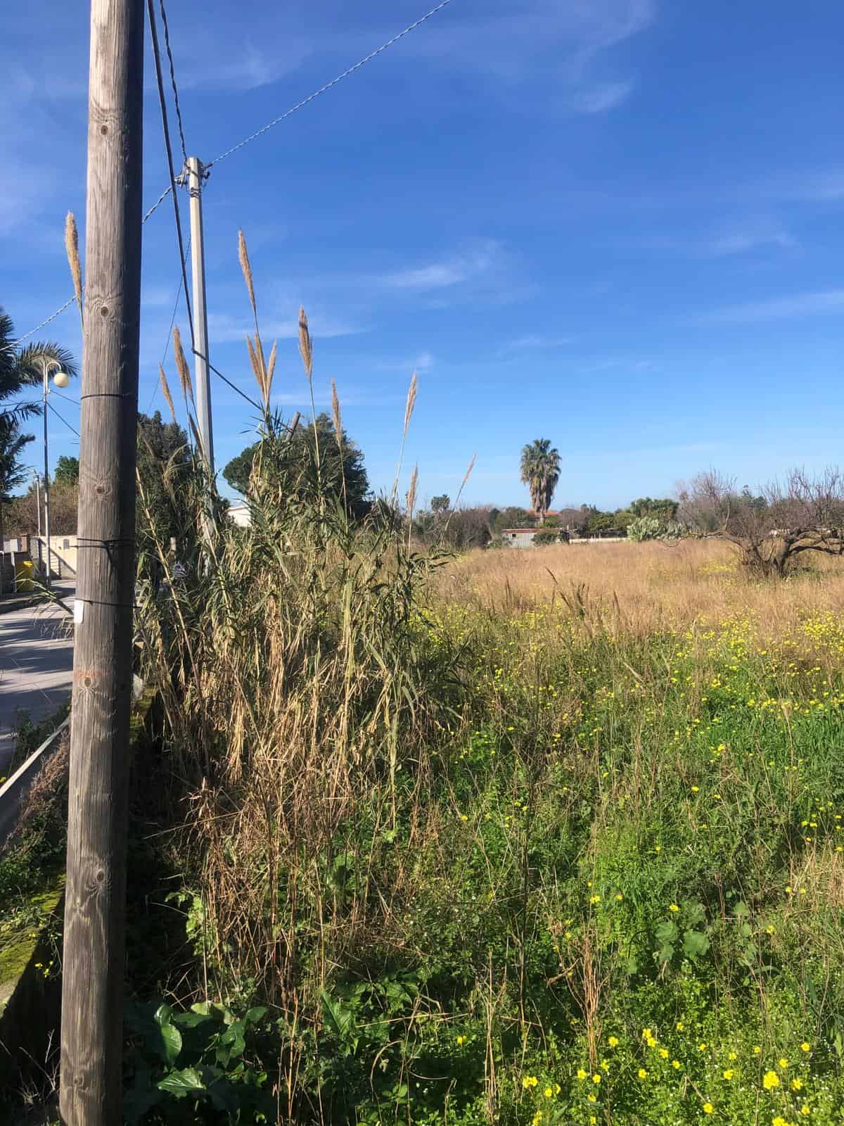 Prato di erba alta e piante selvatiche su uno sfondo di cielo blu e alcune palme tropicali in lontananza, con cavi della luce e pali in primo piano.