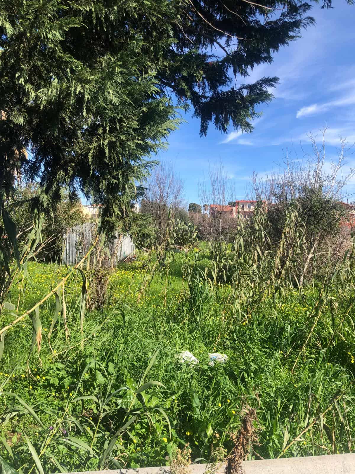 Prato verde con alberi e cespugli, cielo azzurro con nuvole, ambiente naturale, zona di giardino o terreno agricolo, natura, paesaggio rurale.