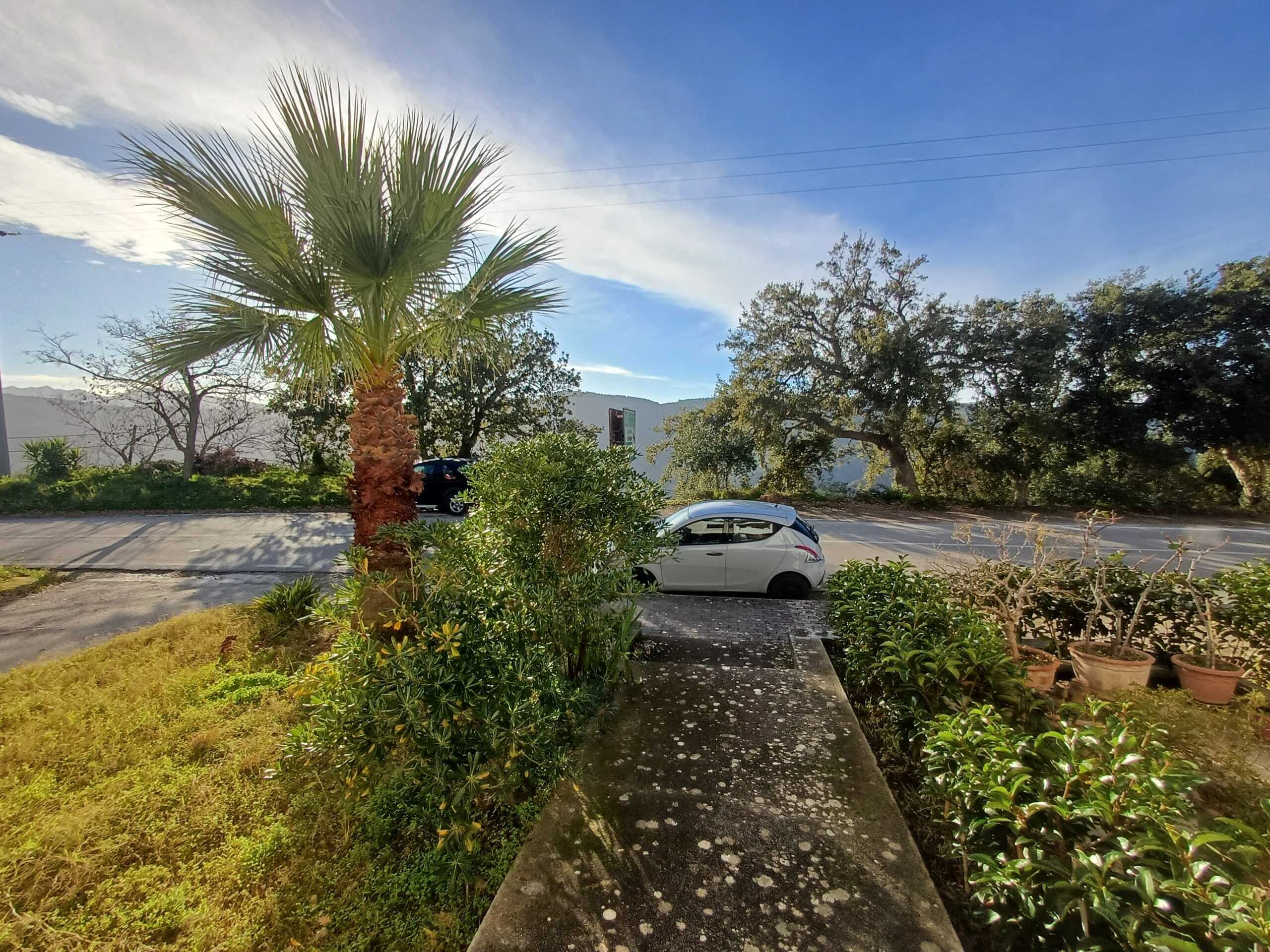 Palma di palma e piante conopide vicino a strada e auto parcheggiate, scenario positivo di natura e relax.