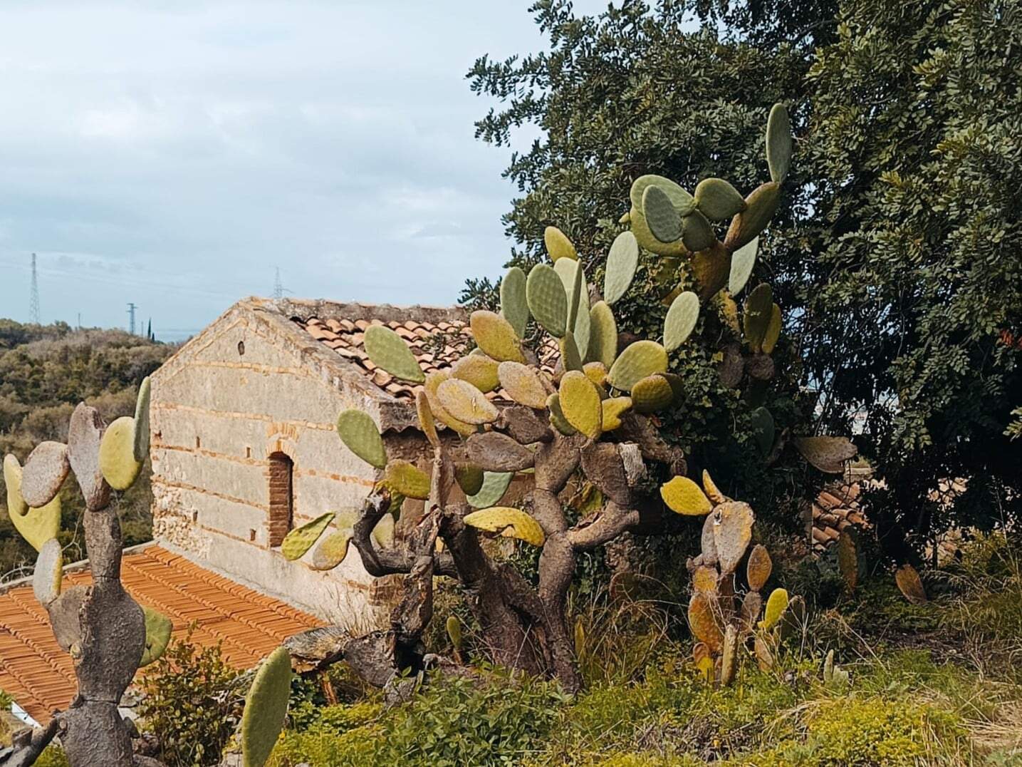 Fichi d'India vicino a una casa in pietra con tetto in terracotta, paesaggio naturale e vegetazione mediterranea.