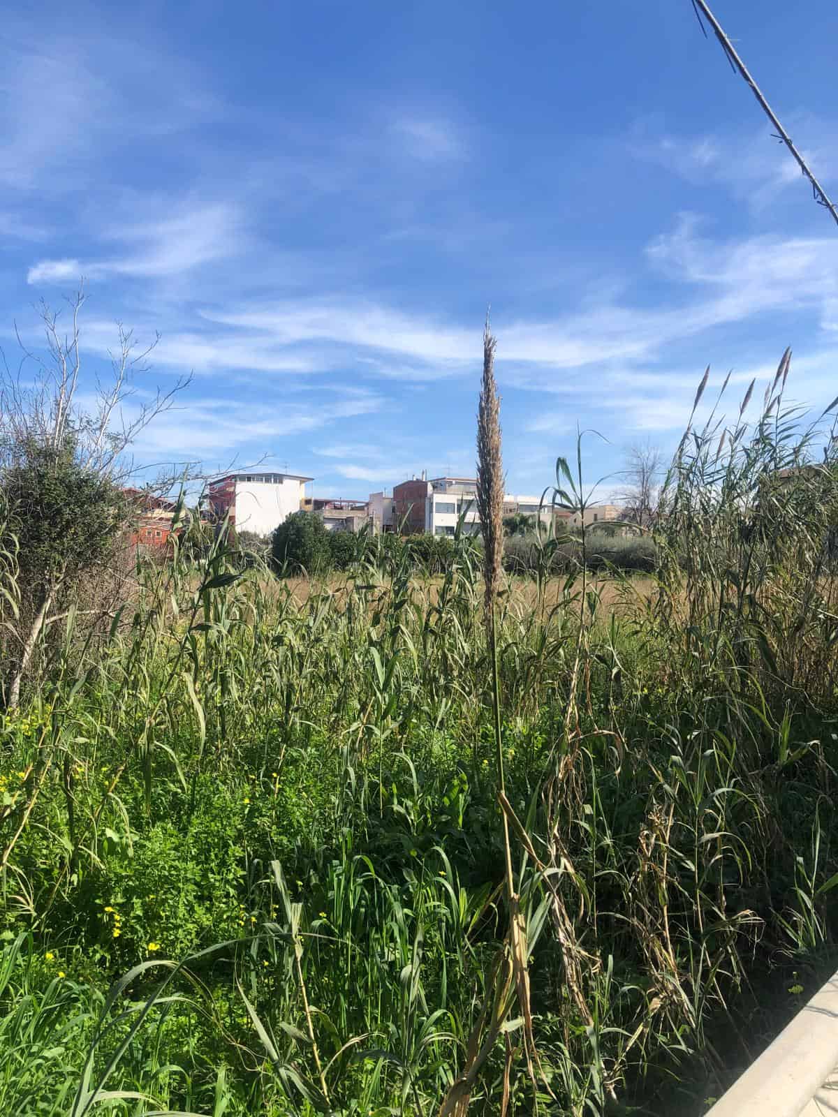 Prato di erba e piante verdi con edifici residenziali sullo sfondo, cielo azzurro con nuvole sottili, scena di natura e architettura.