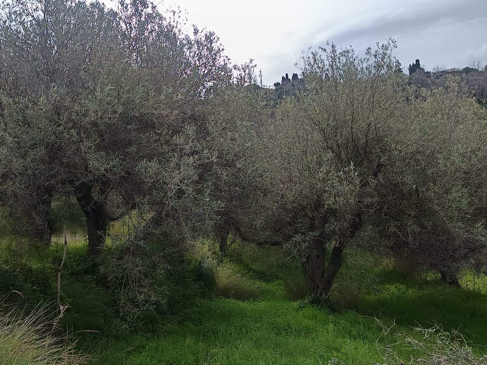 Ulivi in un giardino verde, natura tranquilla, foglie argentate, paesaggio rurale, coltivazione biologica, ambiente naturale, oliveti e paesaggi sostenibili, investimento immobiliare green, relax in campagna, vita rustica.