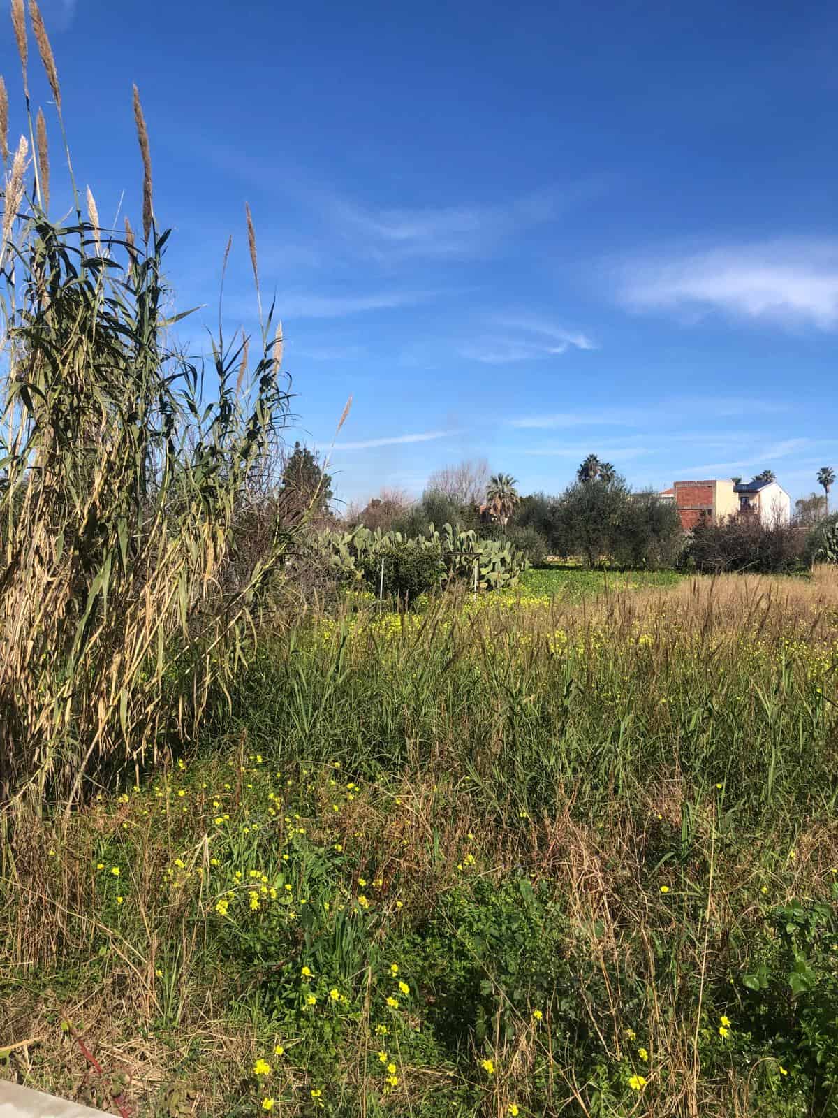File_name: campo-naturale-con-vegetazione-verde-e-kyky-immobiliari-nextcasa.jpg.