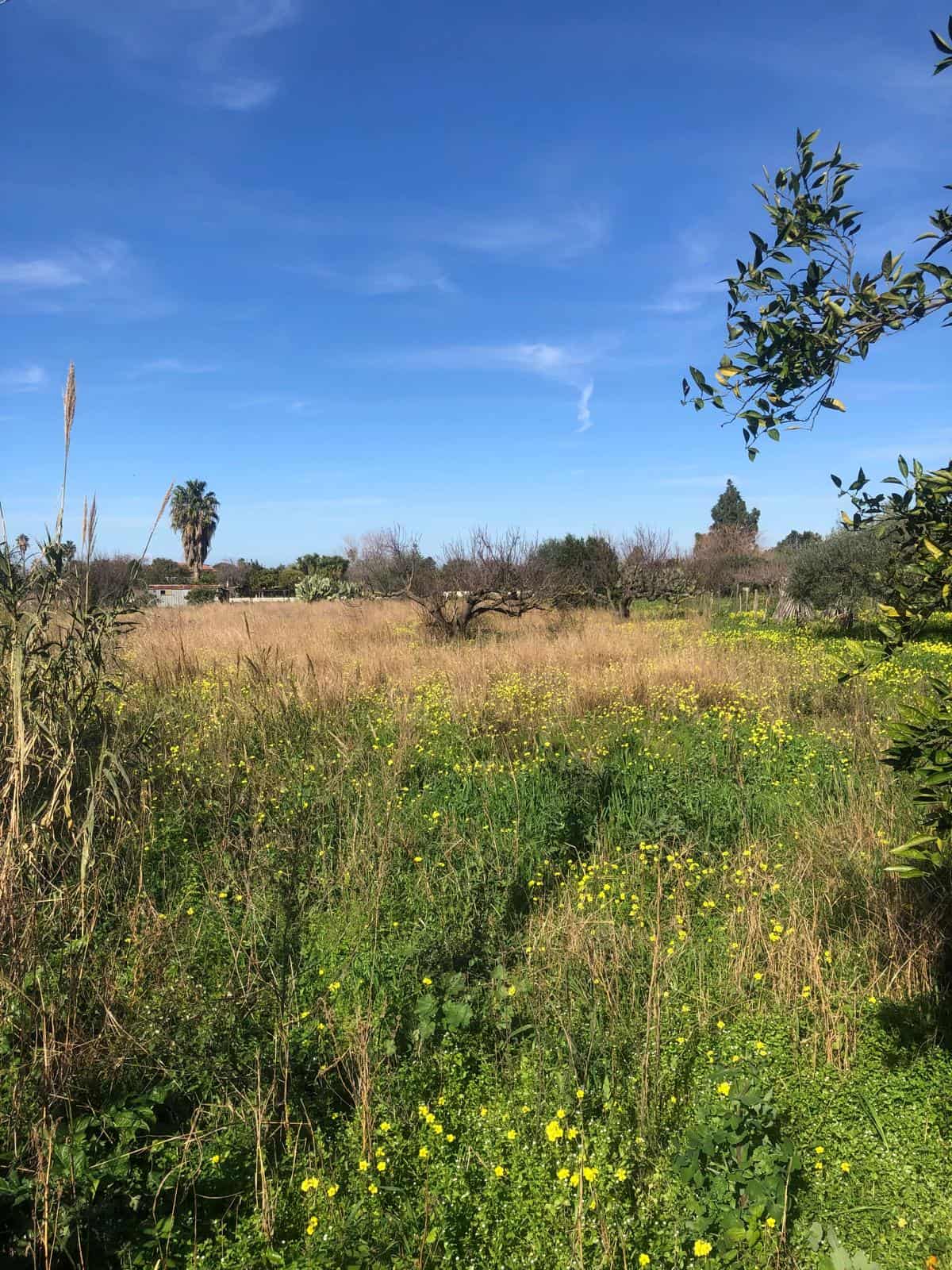 Prato verde con fiori gialli sotto un cielo azzurro, paesaggio naturale con alberi e vegetazione, scenario rurale per immobili e terreni in vendita o affitto a NextCasa.