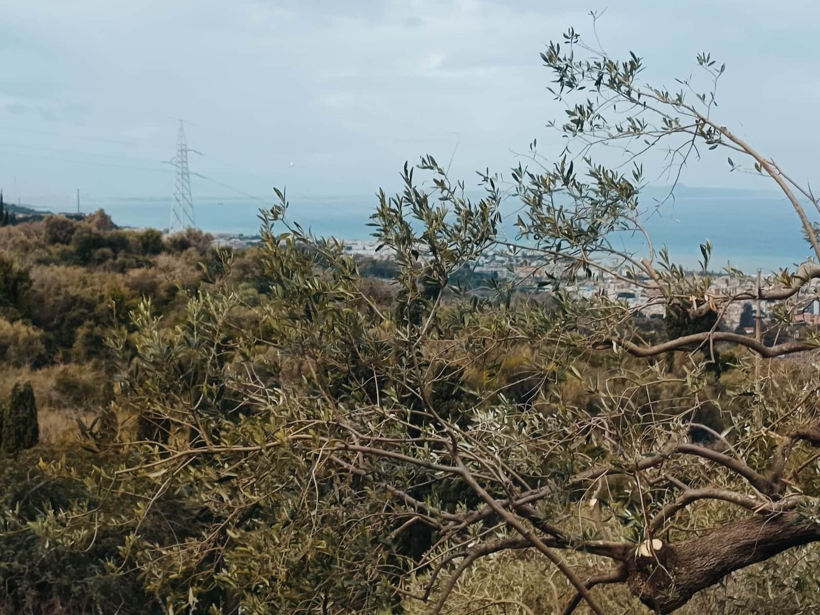 Oliva autoctona con vista panoramica sul mare e sulla costa, in un paesaggio naturale della costa meridionale d'Italia, con vegetazione rigogliosa e cielo nuvoloso, ideale per contenuti di vendita di immobili o investimenti.