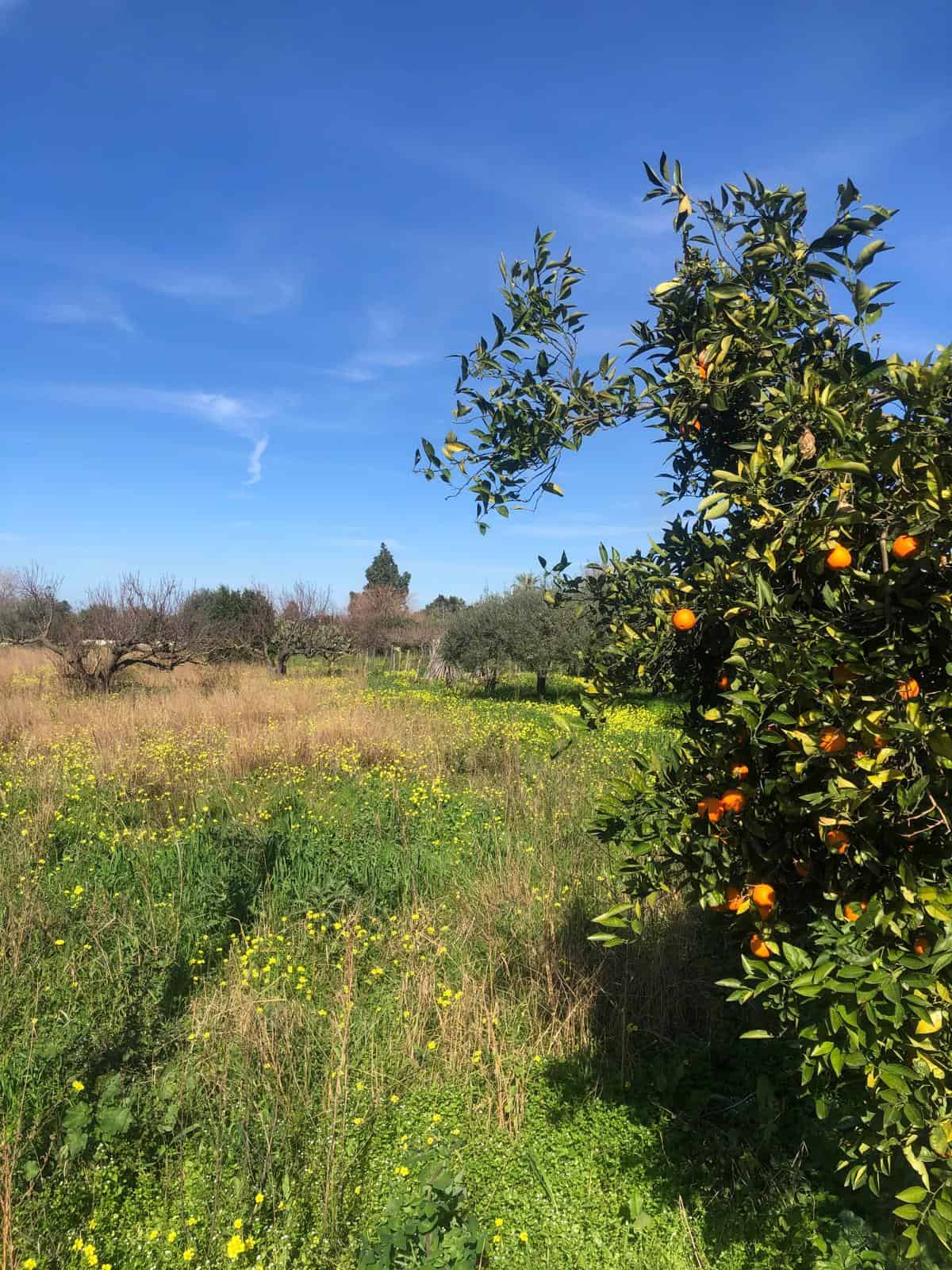 Verde campo di agrumi con albero di mandarini fiorente e un cielo azzurro brillante, perfetto per immobili e agricoltura naturale.