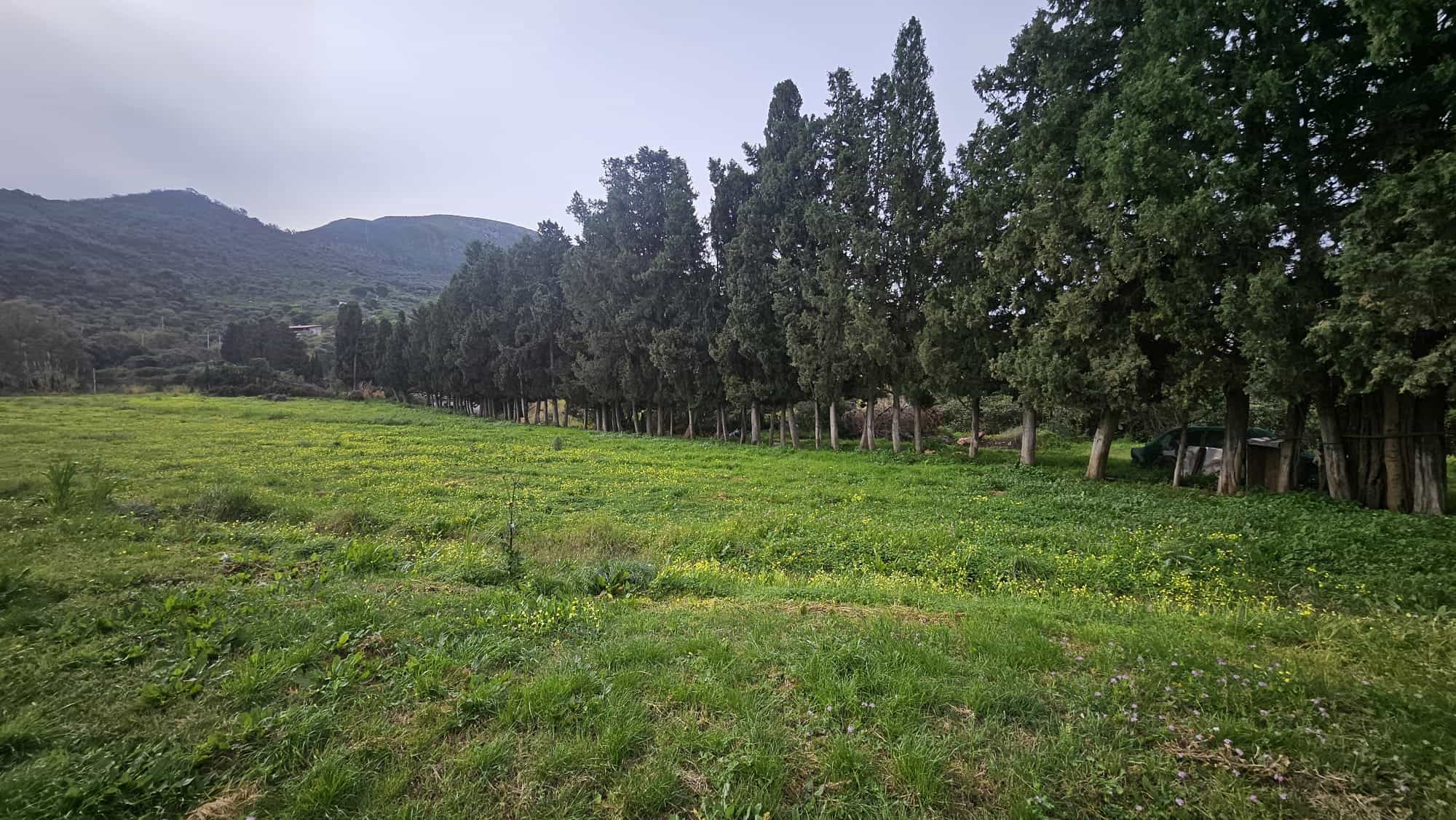 Prato verde con alberi e colline in background, paesaggio rurale e naturale.
