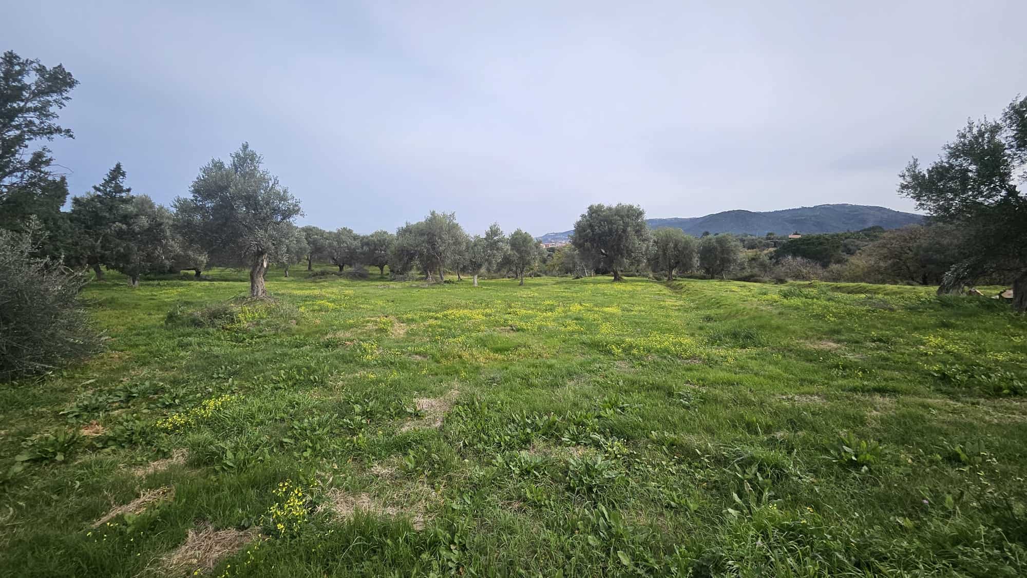 Campo di ulivi verdeggiante con alberi e prato fiorito, paesaggio naturale in Toscana, ideale per agriturismo, rilassarsi e vivere a contatto con la natura, NextCasa propone terreni e terreni agricoli in vendita in Italia.