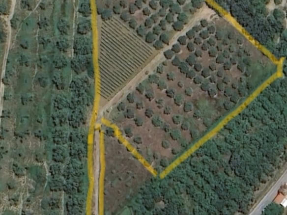 Ampio terreno agricolo con oliveto e piante da frutto, strada di accesso privata, ideale per agriturismo o investimento immobiliare, vista panoramica sulla natura circostante.