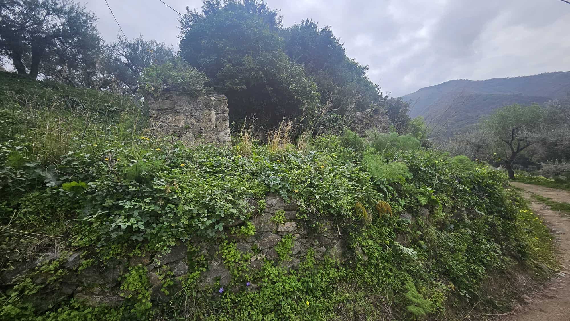 Verde natura, mura in pietra e paesaggi collinari, scenario rurale, biodiversità, sentiero di campagna, ambiente naturale, flora mediterranea, paesaggio tradizionale, cultura rurale, NextCasa.