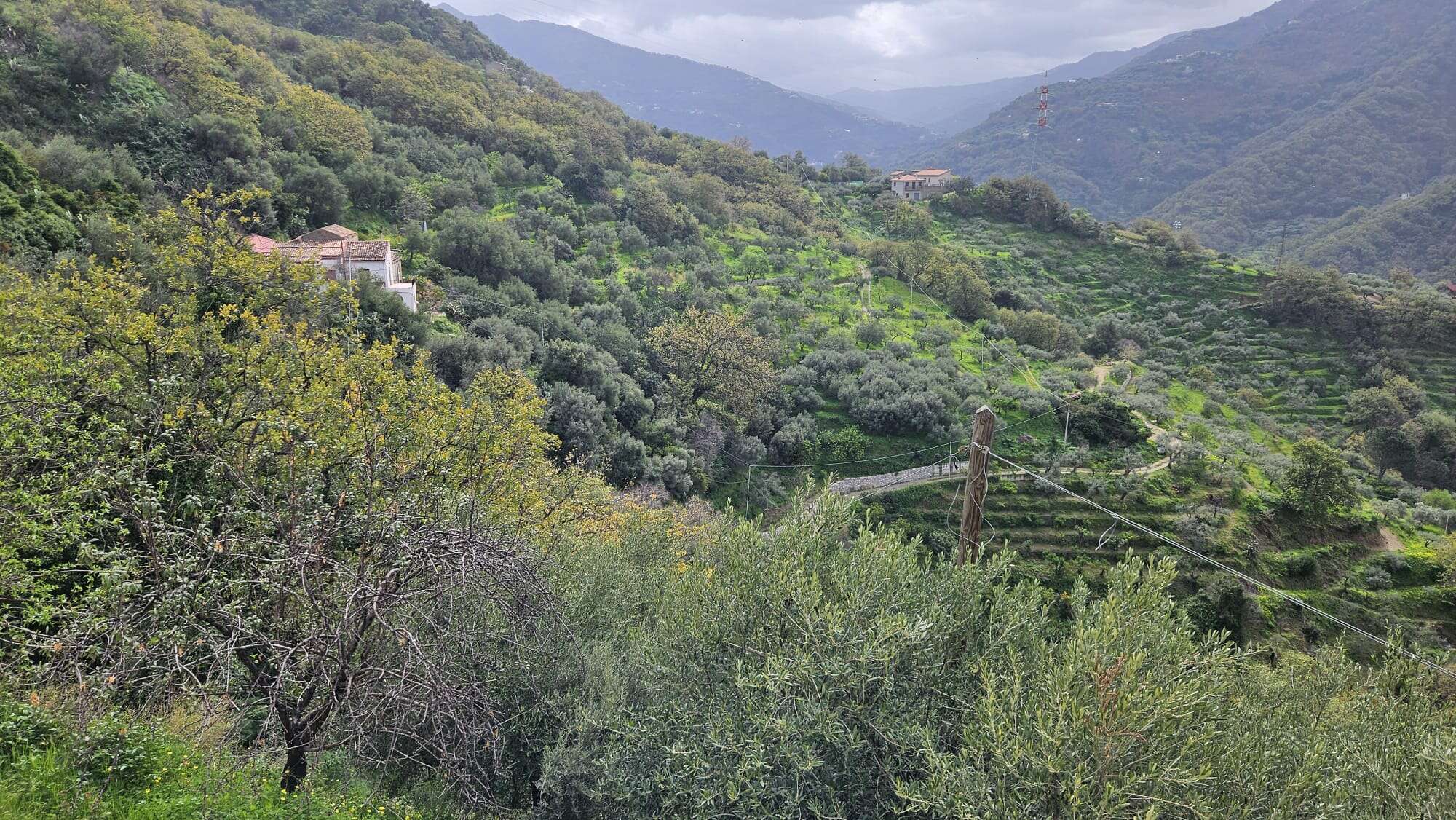 Colline verdi e terrazzate in un paesaggio montano con case sparse, piante di ulivo e filari agricoli, ambientazione rurale in Italia.