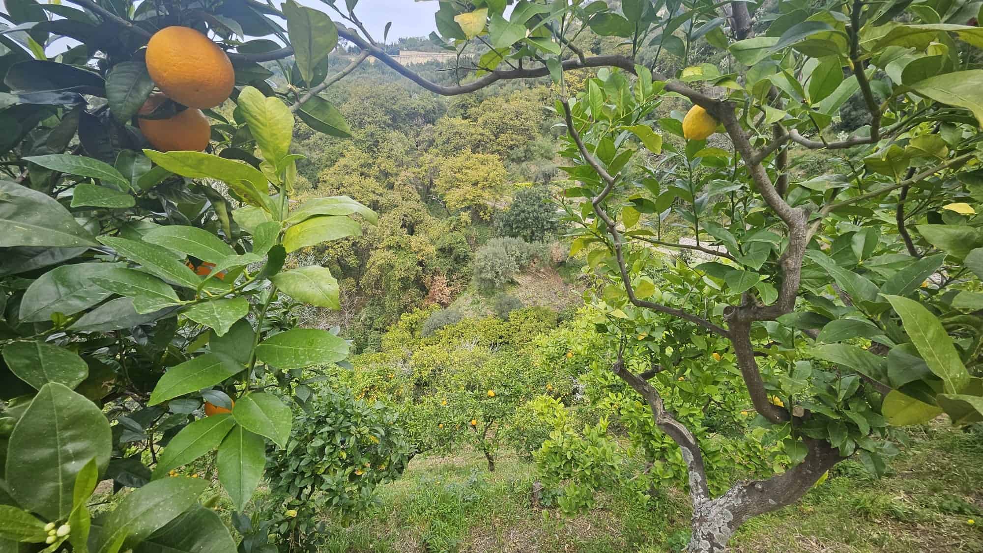 Fegato di arancio e orto di limoni in una campagna verde e rigogliosa, con alberi di agrumi e paesaggio naturale, perfetto per un investimento immobiliare in un contesto rustico e tradizionale.