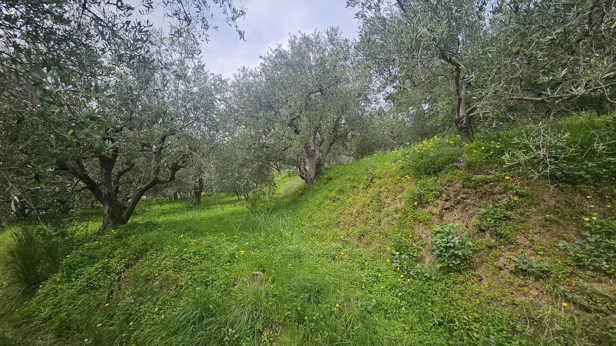 Gestione del paesaggio con olivi in collina, perfetta per agricoltura biologica e frutticoltura, immersa nel verde naturale, ideale per investimenti rurali e progetto di agriturismo.