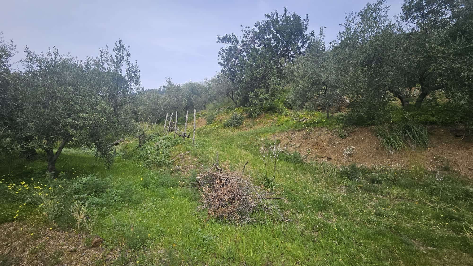 Verde paesaggio con olivi, arbusti, e terreno terrazzato, ideale per agricoltura biologica, frutteto o giardino. Perfetto per chi cerca un investimento rurale in un ambiente naturale.