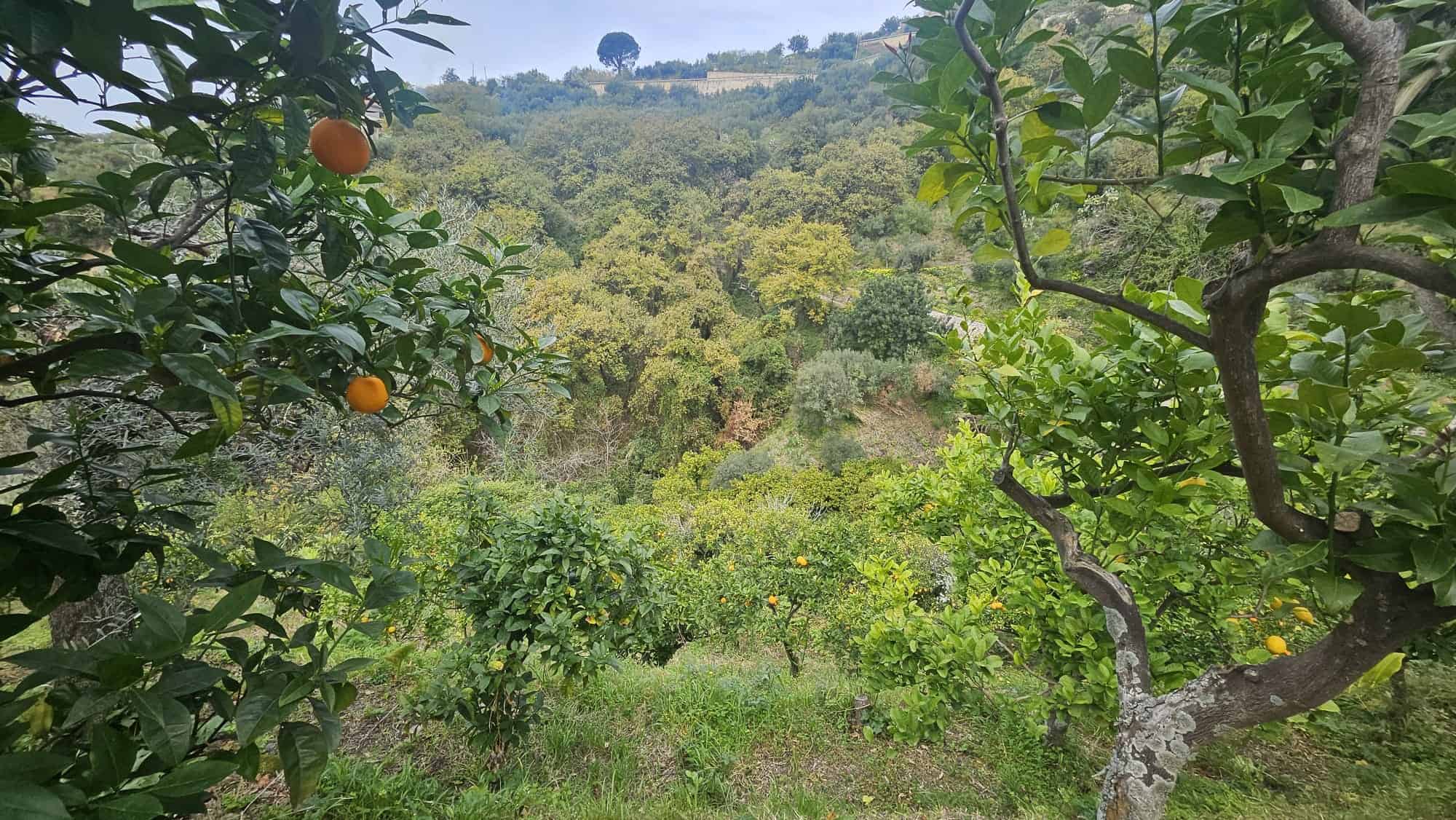Piante di agrumi in un giardino con vista su colline verdi e natura rigogliosa, ideale per case in vendita o immobili immersi nel verde, perfette per uno stile di vita in armonia con la natura.