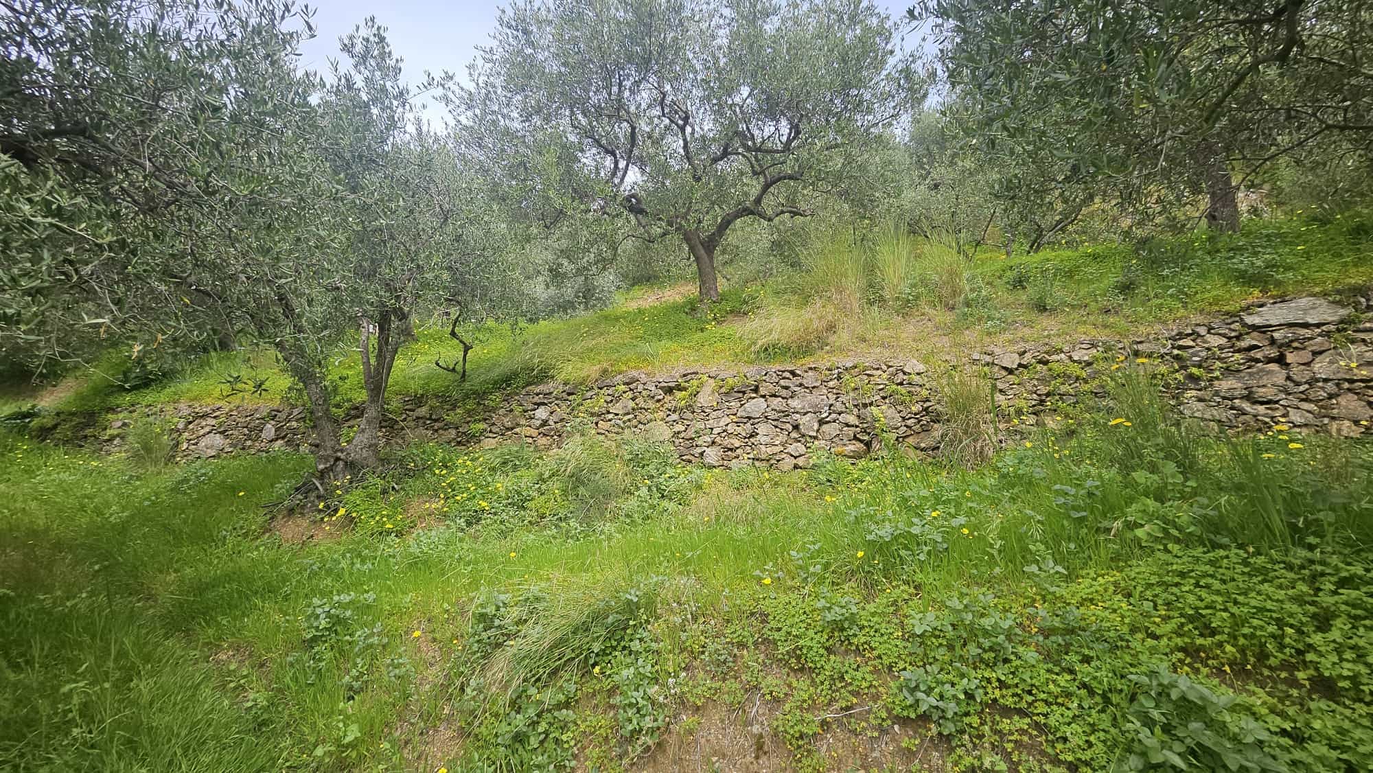 Splendida area verde con alberi di olivo e muretto in pietra, ideale per investimenti immobiliari e locale commerciale, immersi in un paesaggio naturale e rilassante.