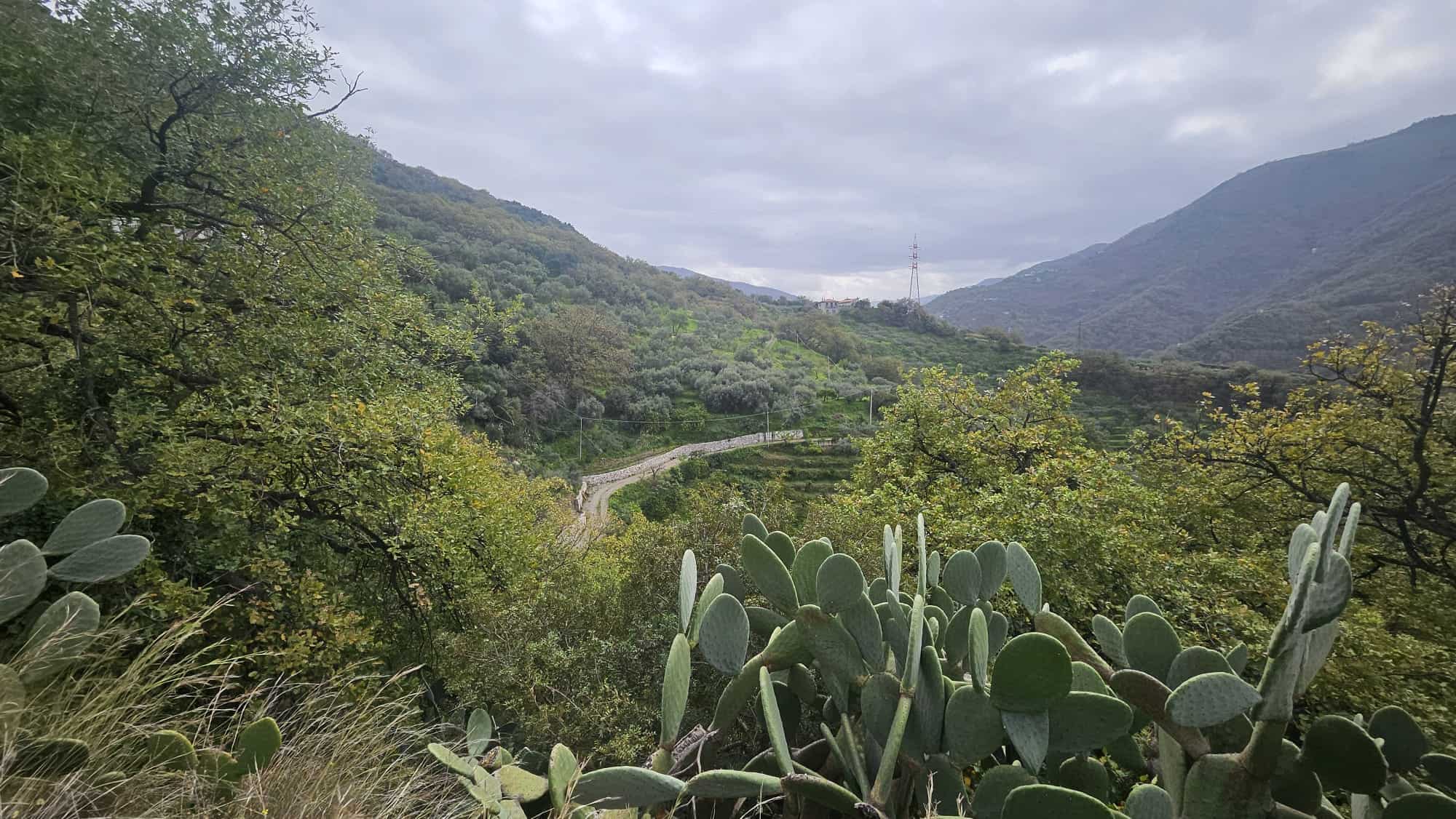 Prato di cactus e vegetazione verde in una valle montana con strada serpentiforme, colline verdi e cielo nuvoloso, vista panoramica naturalistica, perfetta per turismo e relax.