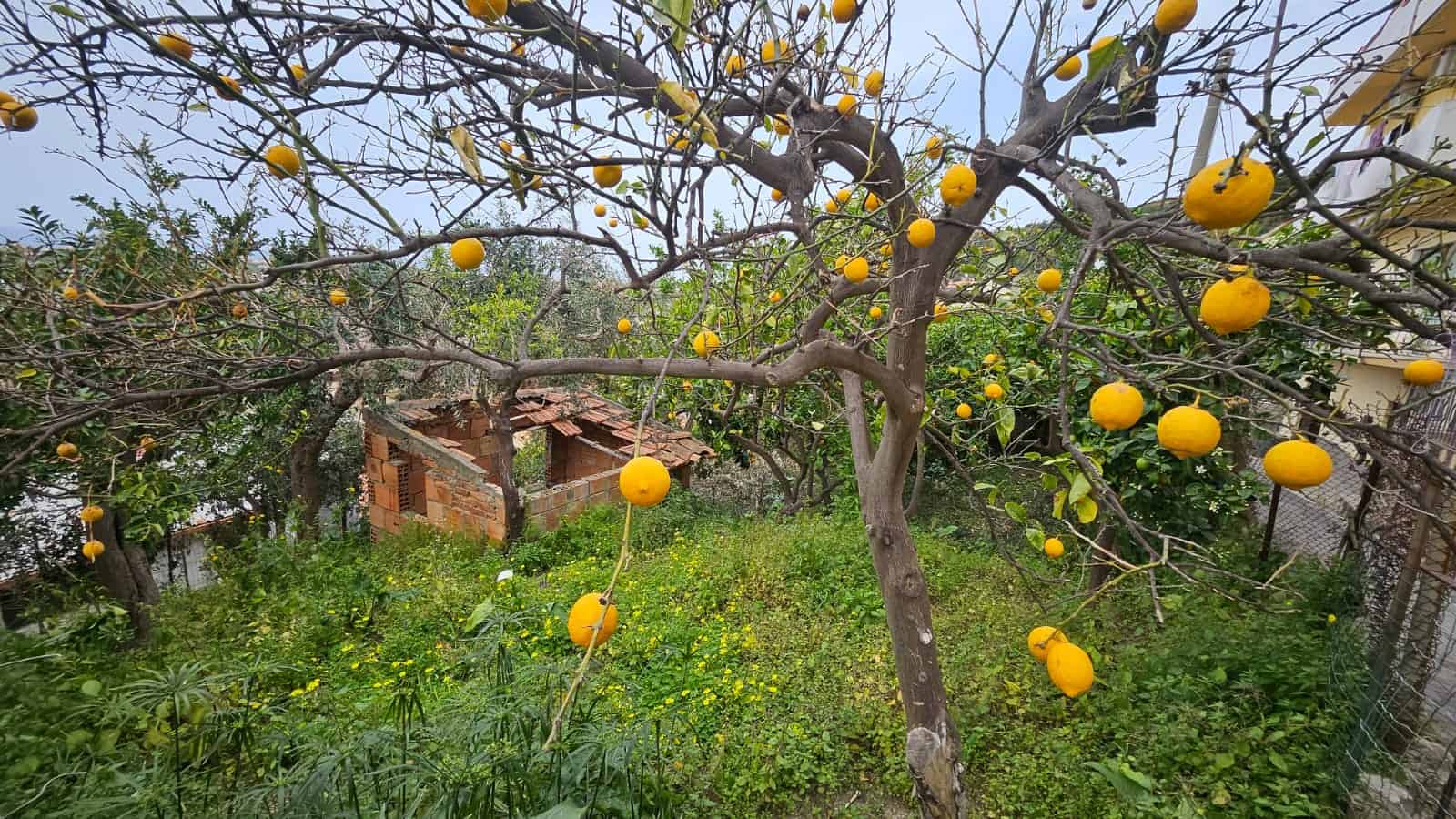 Albero di mandarini con frutti maturi in giardino, natura e orto a casa.