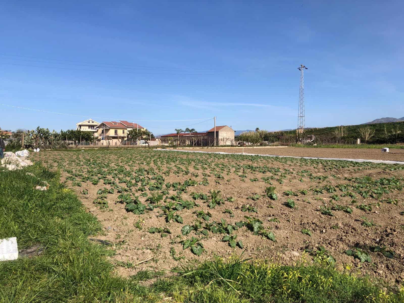 Campo agricolo con piante di cavoli e case in Background, zona rurale in Italia.