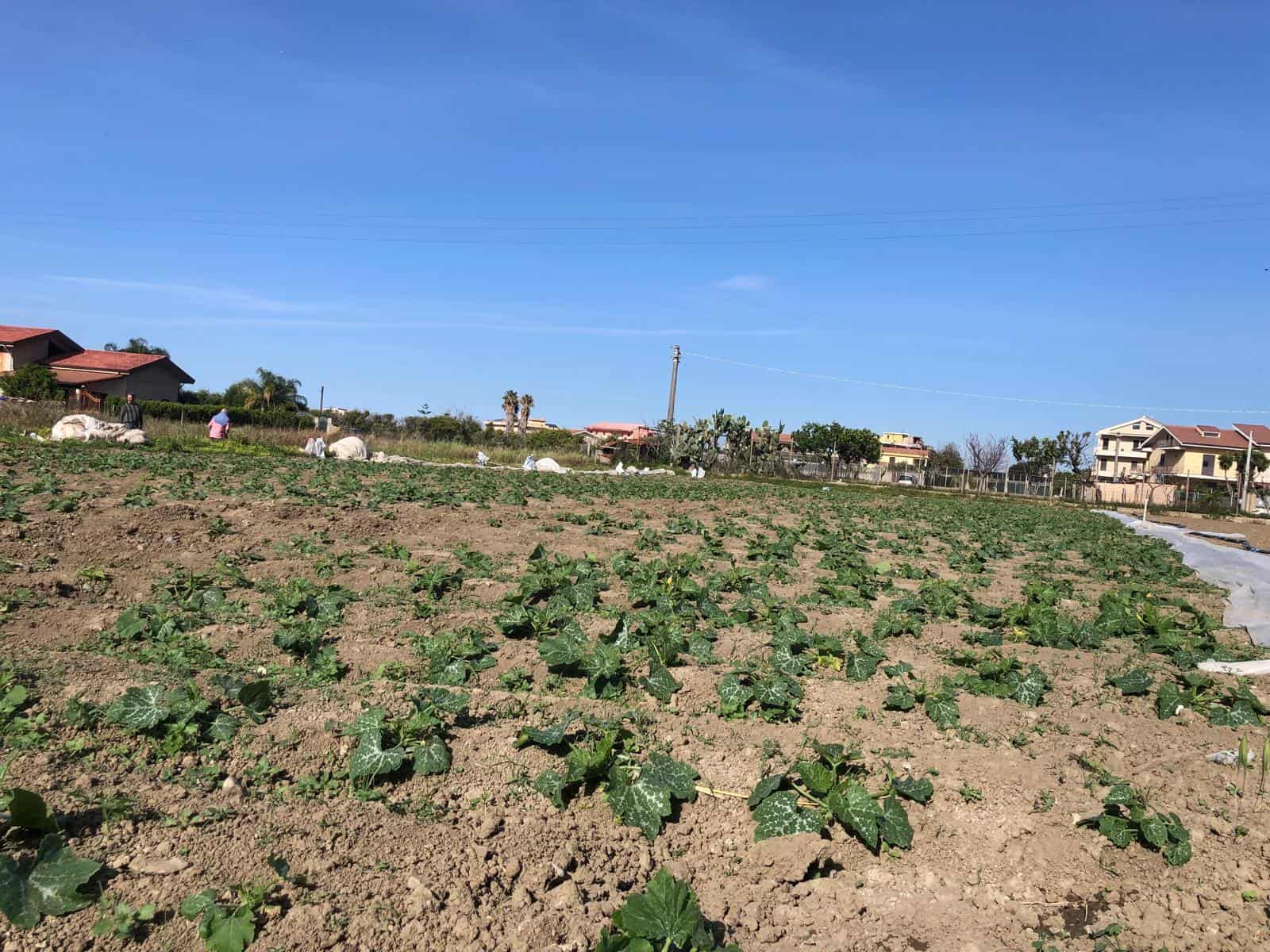 Campo agricolo con piante di zucca coltivate sotto un cielo sereno, ambiente rurale, irrigazione e agricoltura sostenibile, immagine di un'azienda agricola italiana, produzione di ortaggi biologici.