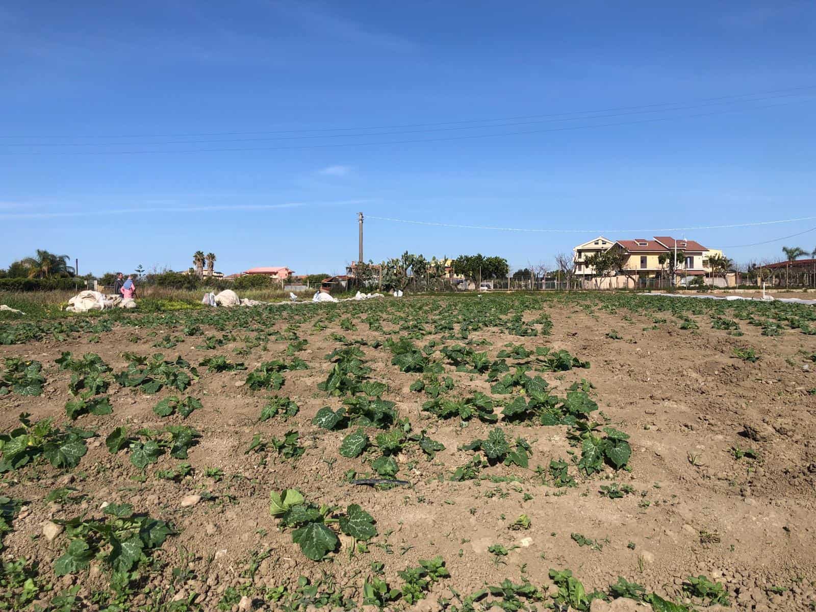 Campo coltivato di verdure con piante di insalata in primo piano, case e cielo azzurro sullo sfondo, promuovendo servizi immobiliari e terreni agricoli di NextCasa.