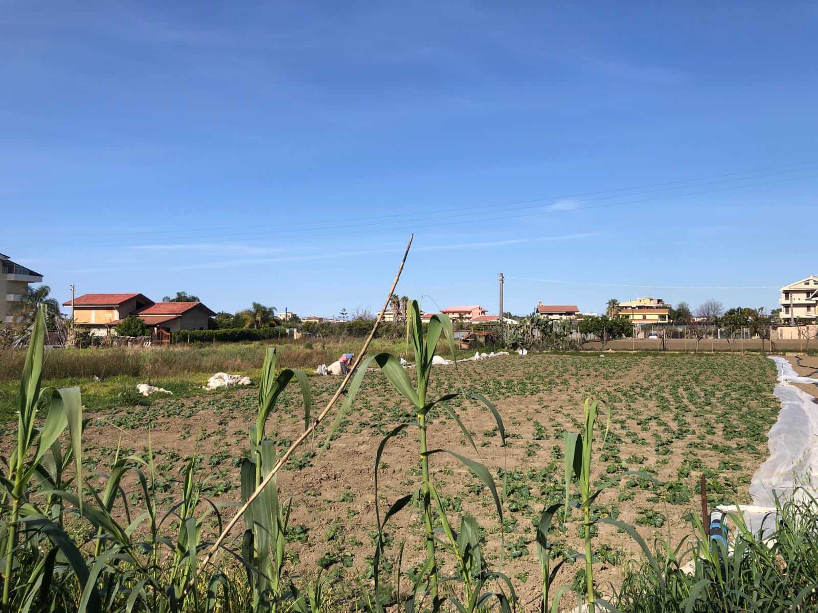 Campo agricolo con coltivazioni di mais e case residenziali sullo sfondo, cielo azzurro e sereno, ambiente rurale e tranquillo, agricoltura sostenibile, NextCasa, immobili e terreni in vendita e affitto in Italia, migliori opportunità immobiliari, investimenti immobiliari.