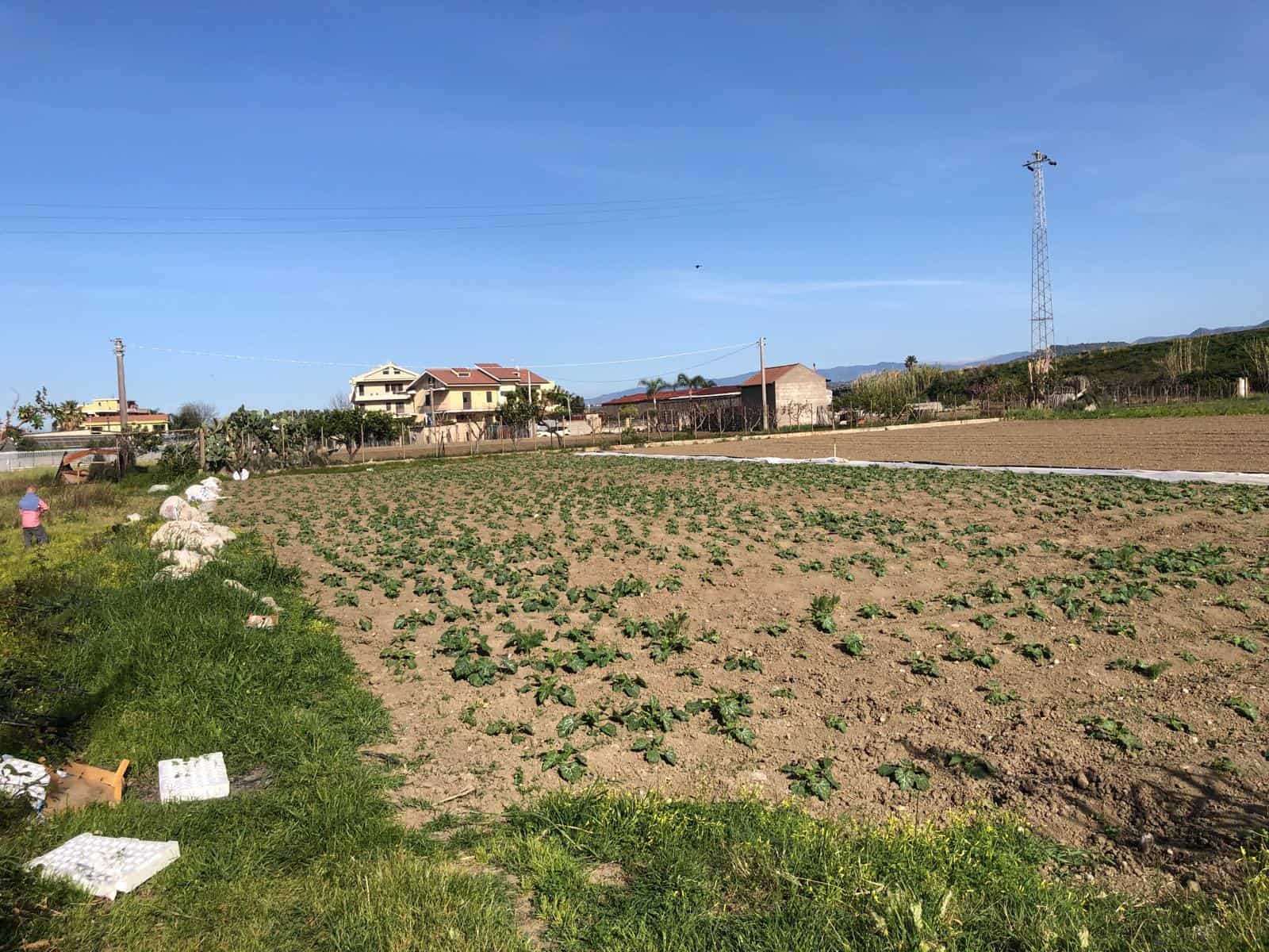 Campo coltivato con ortaggi, con case e ville residenziali sullo sfondo, cielo azzurro e zona rurale, ideali per inserimento in immagini di proprietà di NextCasa, agenzia immobiliare specializzata in residenziale e agricolo.