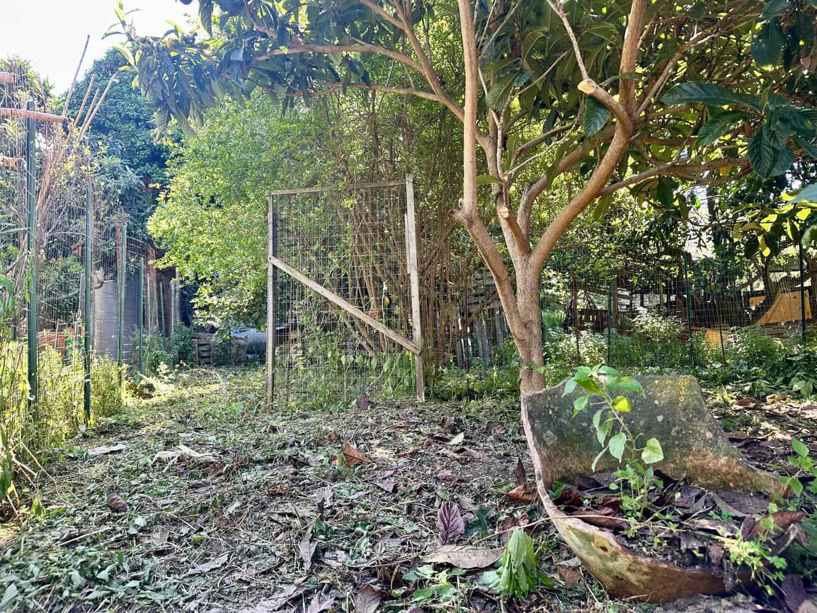 Terreno con piante e alberi, area verde residenziale, giardino naturale con recinzione in metallo, ambiente tranquillo e privato, spazio esterno per rilassarsi e coltivare piante, zona verde per attività all'aperto.