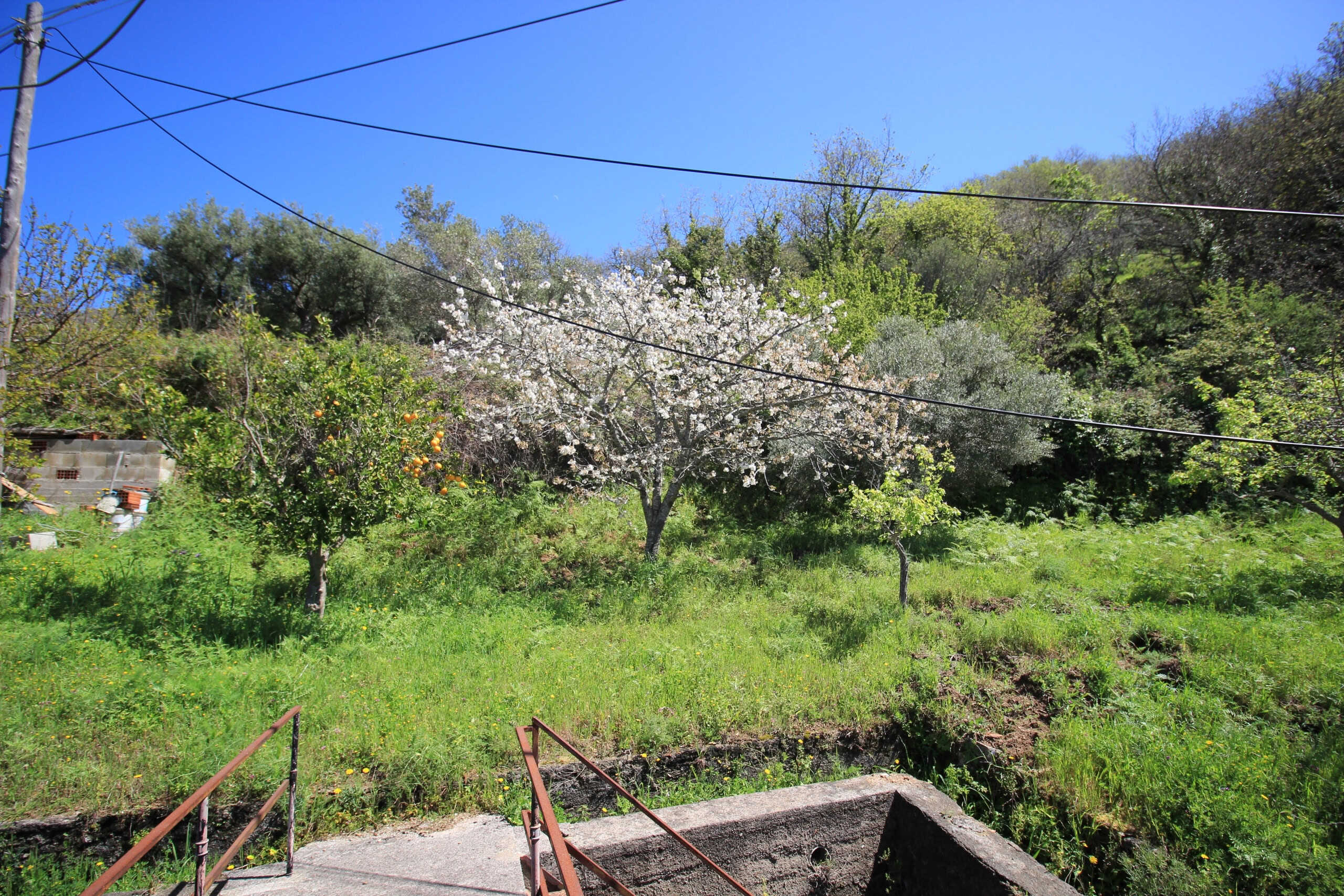 Faro ortogonale su un rigoglioso giardino con alberi in fiore e vegetazione verde, sotto un cielo blu brillante, ideale per case e proprietà in vendita o affitto.