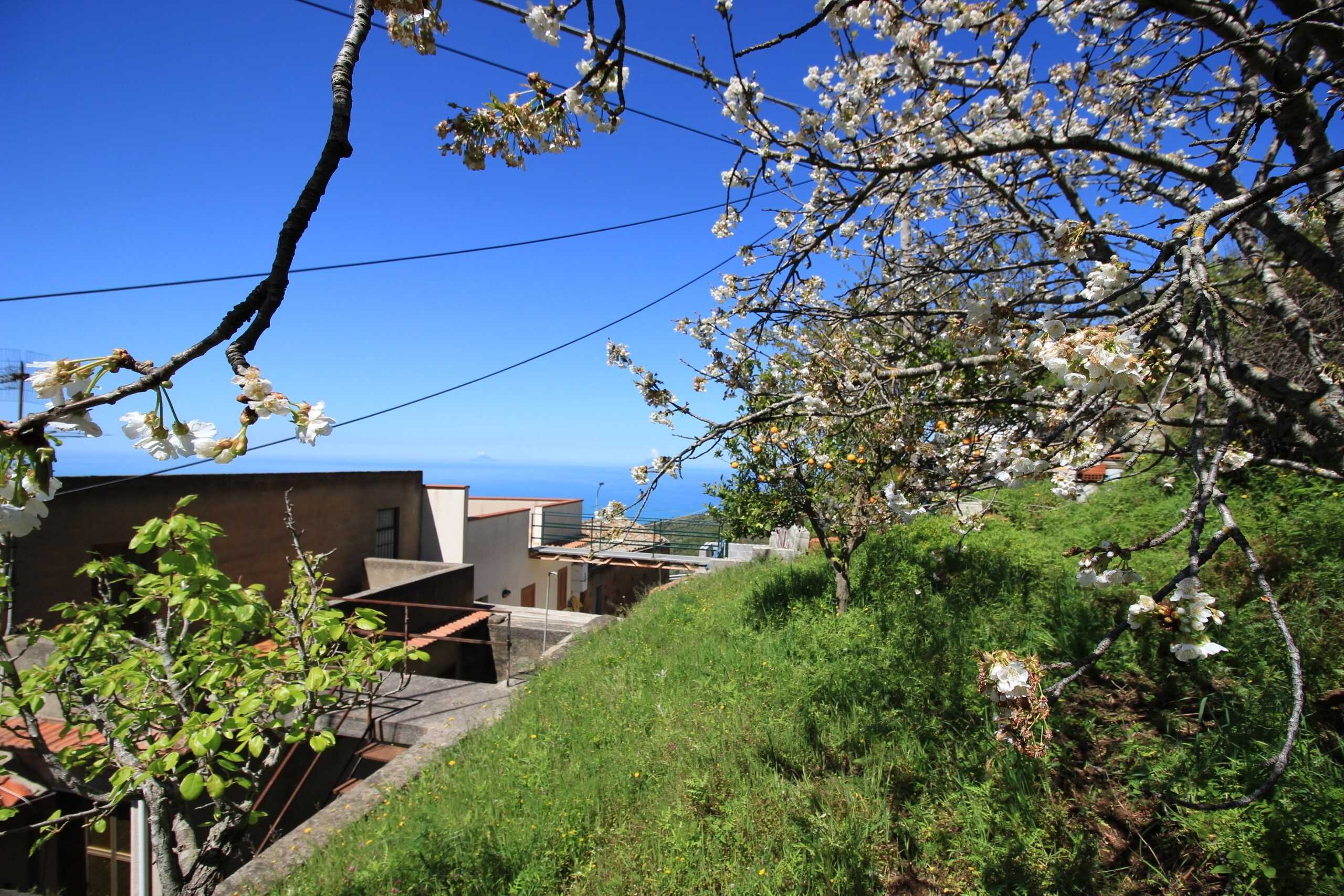 Fili di recinzione tra alberi in fiore di ciliegio sullo sfondo di case moderne e vista mare sotto un cielo blu brillante.