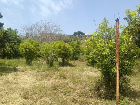 Orto con alberi da frutto e piante in un cortile residenziale, con visuale verso le colline e il cielo azzurro, ideale per agricoltura biologica e vita all'aperto.