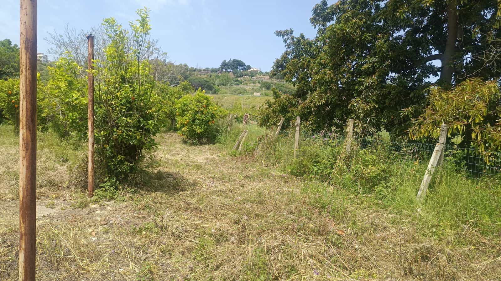 Prato agricolo verde con alberi da frutta e recinzione, vista collinare rurale in tempo soleggiato, ideale per agricoltura o abitazioni in campagna in Italia.