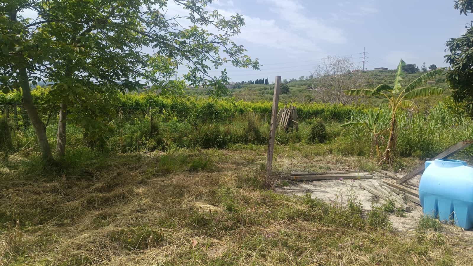 Prato di terreno agricolo con alberi e piante tropicali, vista sulla natura e colline, area verde rigogliosa, ideale per coltivazioni o investimento immobiliare.
