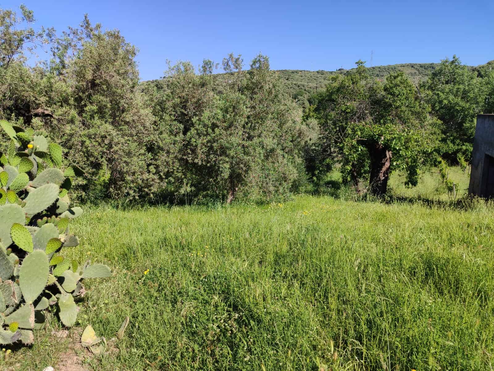 Prato verde con alberi e cactus in un paesaggio naturale, scenario rurale e tranquillo, ideale per vita all'aperto e relax, visuale panoramica di campagna in Italia, benessere e natura.